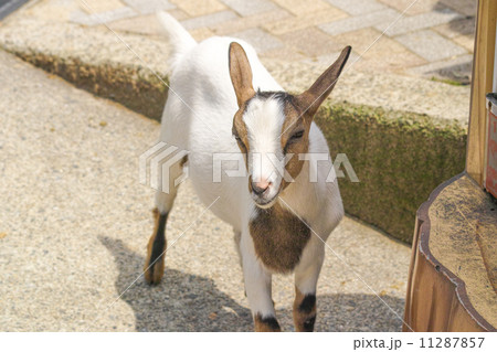 子山羊１ 11287857