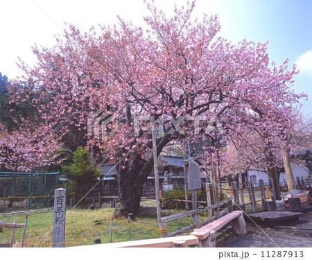 黒田百年桜 一重八重が一緒に咲く珍しいヤマザクラの変種 樹齢約100年 の写真素材