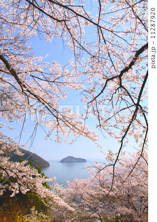 奥琵琶湖パークウェイより桜と秘境の竹生島（ちくぶじま）を展望 11287920