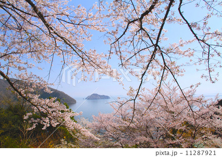 奥琵琶湖パークウェイより桜と秘境の竹生島（ちくぶじま）を展望 11287921