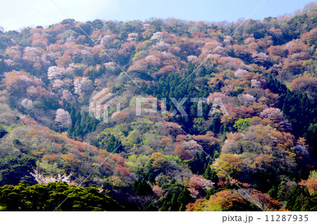 神子(みこ)の山桜「福井県指定天然記念物」/若狭湾の春/常神半島 神子(みこ)の山桜「福井県指定天然記念物」/若狭湾の春/常神半島 11287935