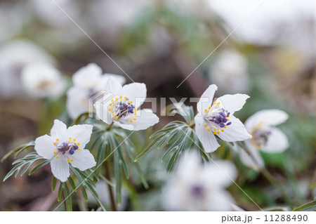セツブンソウ 11288490