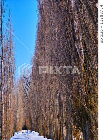 雪のポプラ小道 11288754