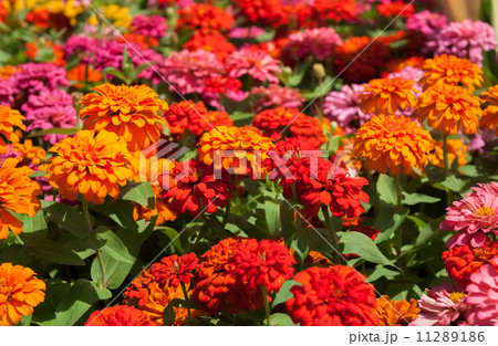 Flowers marigolds 11289186