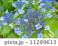 あじさい 11289613