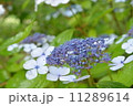 あじさい 11289614