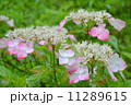あじさい 11289615