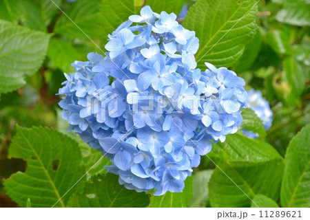 あじさい 11289621