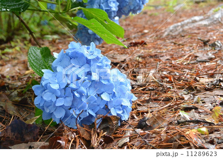 あじさい 11289623