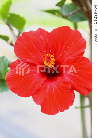 ハイビスカス 11289704