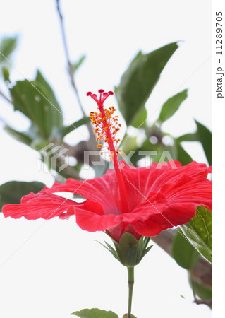 ハイビスカス 11289705