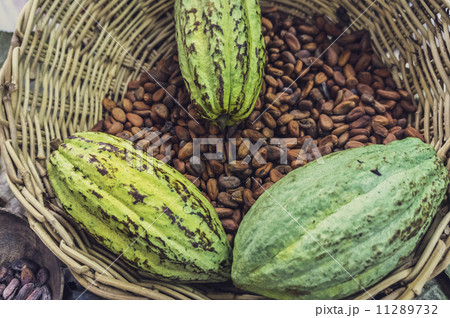 Cocoa or Cacao Beans 11289732