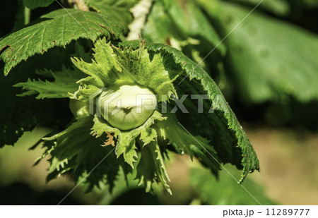Branch with hazelnuts 11289777