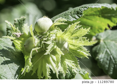 Branch with hazelnuts 11289780