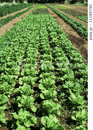 Plantations with lettuce 11289790