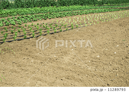 Plantations with lettuce 11289793