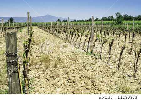 Budding vineyards 11289833