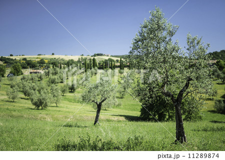 Olive trees in Italy 11289874