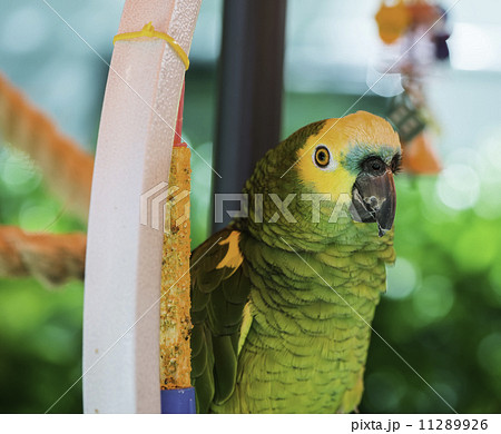 Green parrot Green parrot 11289926