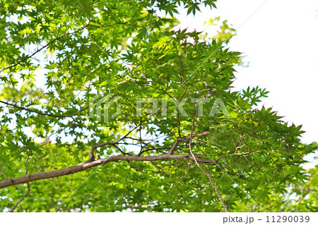 夏の緑 11290039
