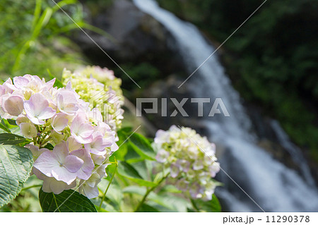 見帰りの滝とあじさい 11290378