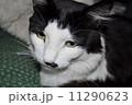 ねこ 11290623