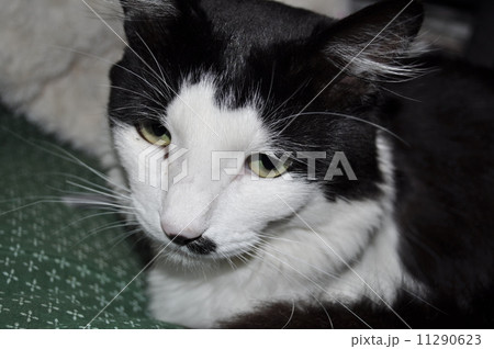 ねこ 11290623