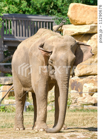 Indian elephant at the zoo. Prague - Czech Republic. 11290676