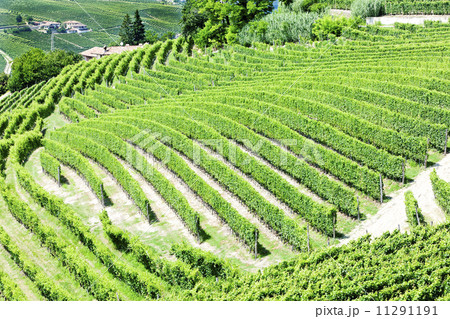 vineyars near Barbaresco, Piedmont, Italy 11291191