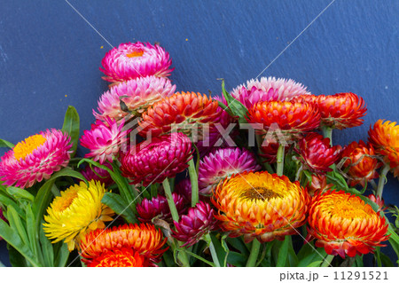 Bouquet of Everlasting flowers Bouquet of Everlasting flowers 11291521