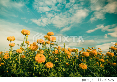 Marigolds or Tagetes erecta flower vintage Marigolds or Tagetes erecta flower vintage 11291575