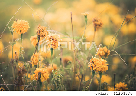 Marigolds or Tagetes erecta flower vintage 11291576