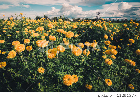 Marigolds or Tagetes erecta flower vintage 11291577