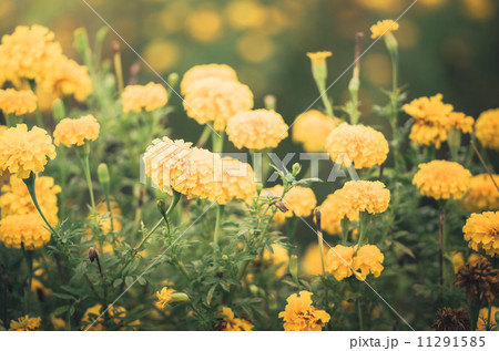 Marigolds or Tagetes erecta flower vintage 11291585