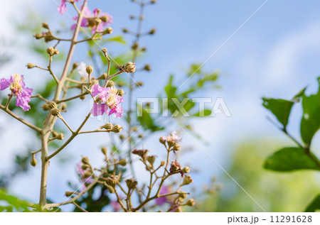 Pink flower 11291628