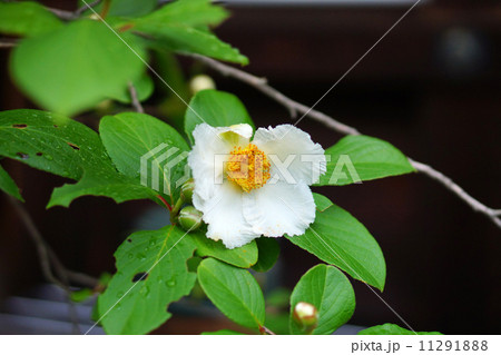 沙羅双樹の花 沙羅双樹の花 11291888