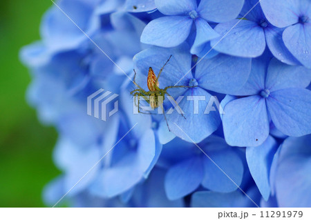紫陽花とササグモ 11291979