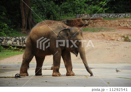An Elephant in Malacca Zoo An Elephant in Malacca Zoo 11292541