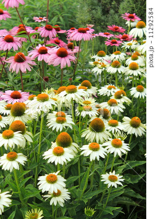 エキナセア エキナセア 11292584