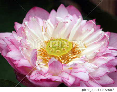 蓮の花 蓮の花 11292807