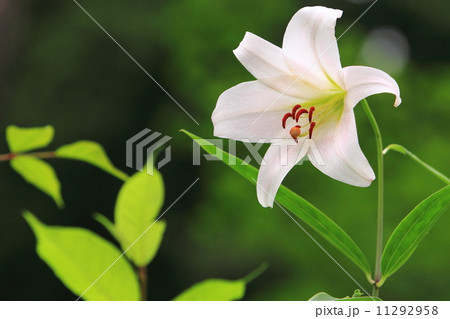 ササユリ 11292958