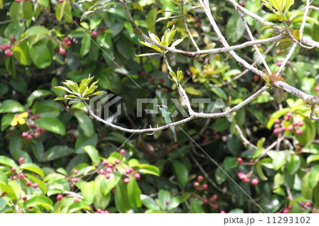 Blue-throated Bee-Eater（ルリノドハチクイ） 11293102