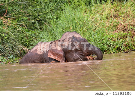 川に入るボルネオゾウ 川に入るボルネオゾウ 11293106