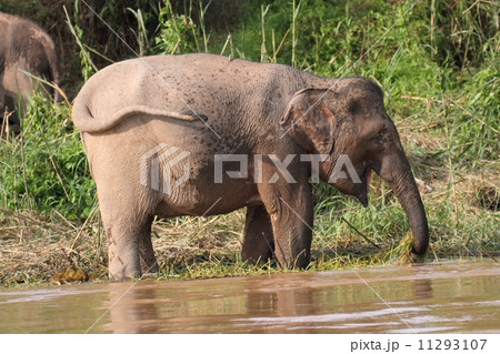 ボルネオゾウ 11293107
