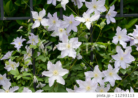 モーニング・ヘブン 11293113