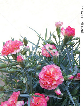 母の日に！カーネーションの鉢植え 11293229
