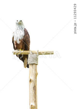 Brahminy Kite on white 11293429