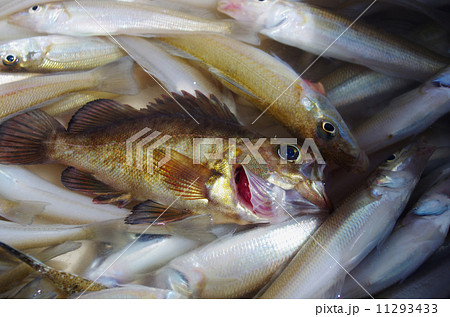 釣れた魚 11293433