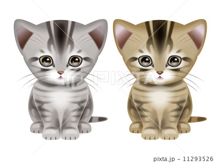 アメリカンショートヘアー 11293526