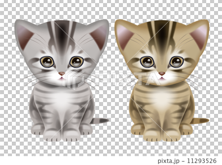 アメリカンショートヘアー 11293526